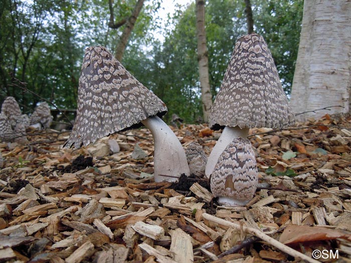 Coprinus picaceus