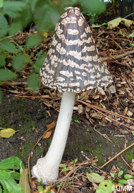 Coprinus picaceus