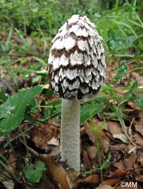 Coprinus picaceus