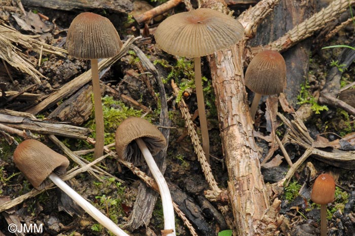 Coprinus plicatilis = Parasola plicatilis