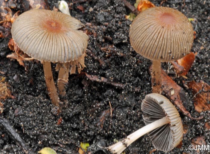 Coprinus plicatilis = Parasola plicatilis