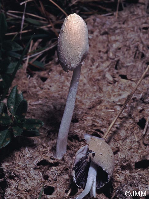 Coprinus pseudoniveus = Coprinopsis pseudonivea