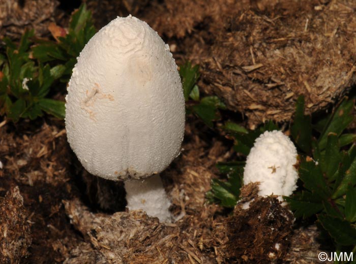 Coprinus pseudoniveus = Coprinopsis pseudonivea