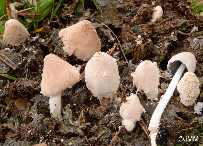 Coprinus pseudoniveus