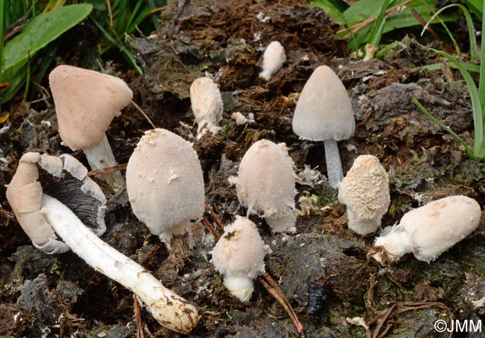 Coprinus pseudoniveus