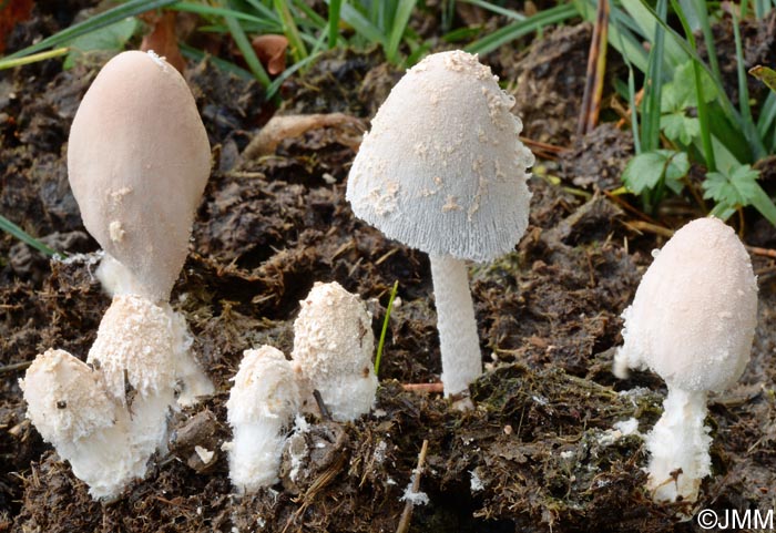 Coprinus pseudoniveus