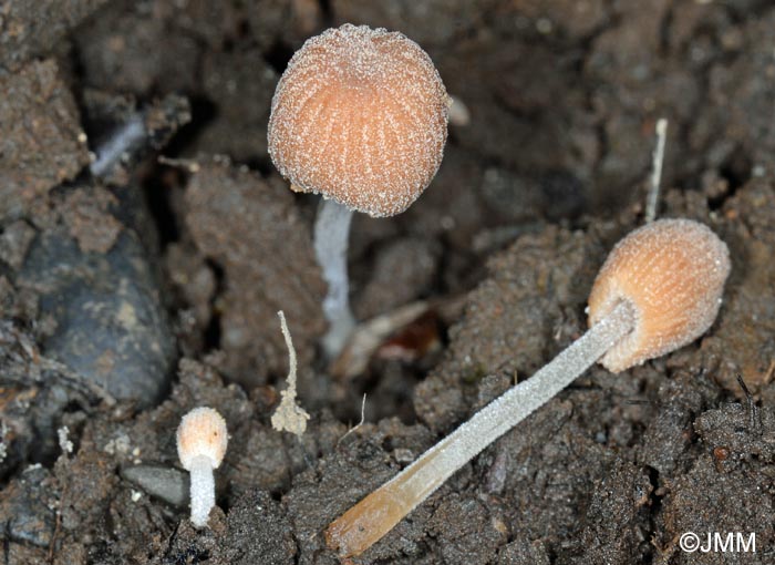 Coprinus pyrranthes = Coprinellus pyrranthes