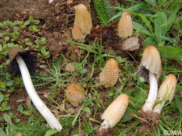 Coprinus radians = Coprinellus radians