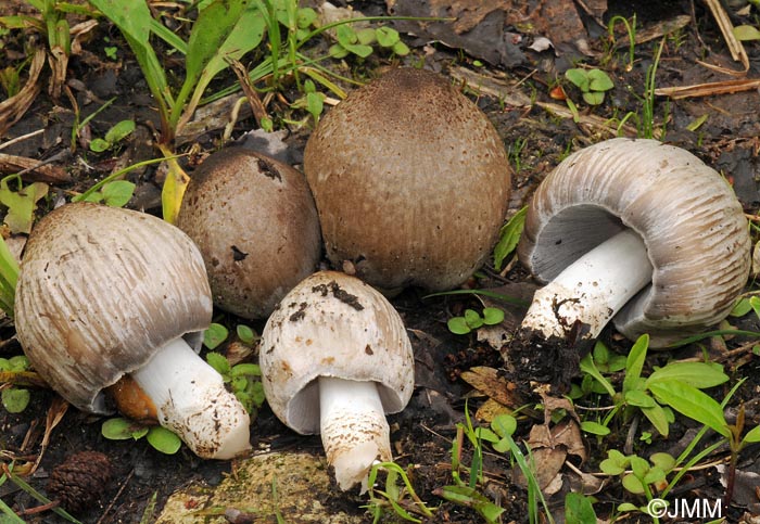 Coprinus romagnesianus = Coprinopsis romagnesiana