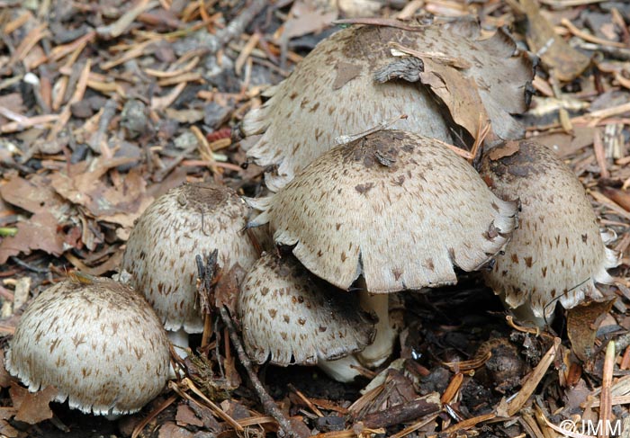 Coprinus romagnesianus = Coprinopsis romagnesiana