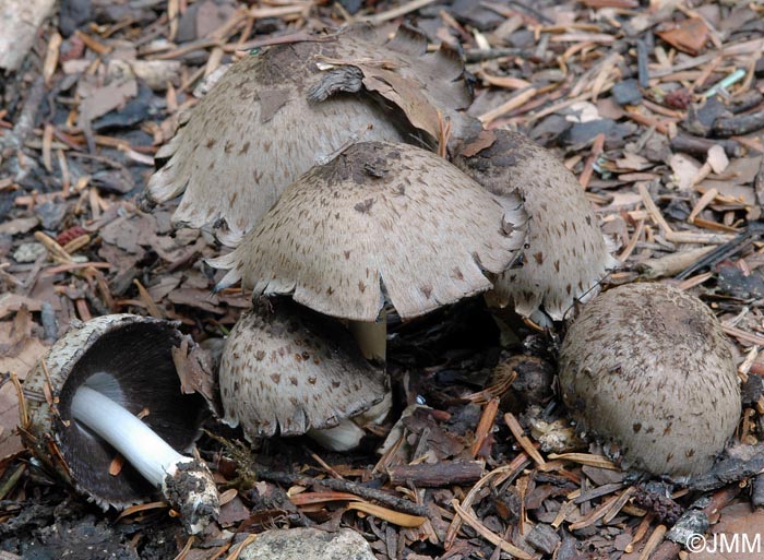 Coprinus romagnesianus = Coprinopsis romagnesiana