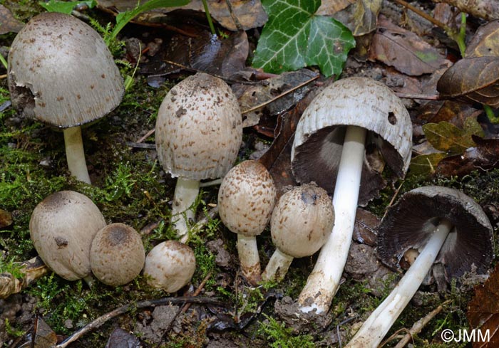 Coprinus romagnesianus