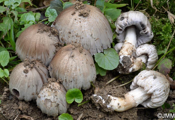 Coprinus romagnesianus = Coprinopsis romagnesiana