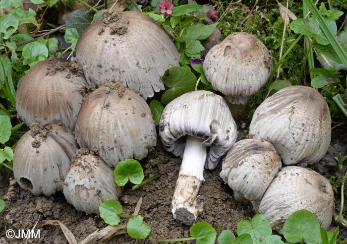 Coprinus romagnesianus = Coprinopsis romagnesiana