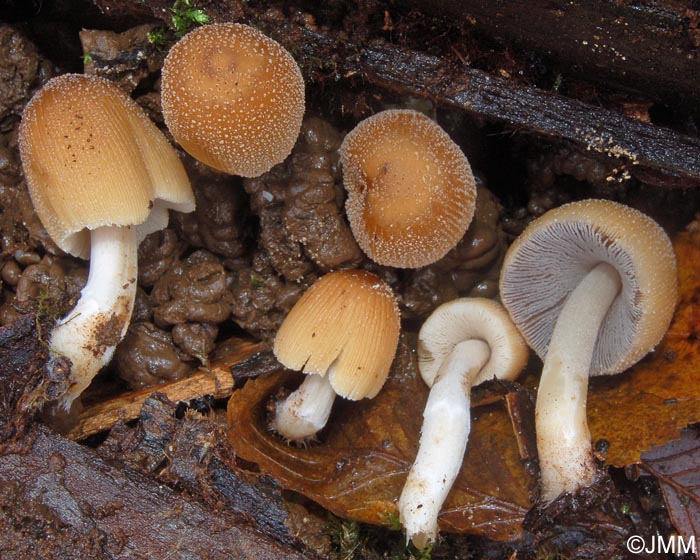 Coprinus saccharinus = Coprinellus saccharinus