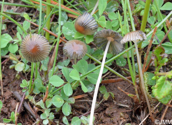 Coprinus schroeteri = Parasola schroeteri