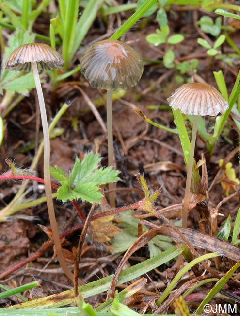 Coprinus schroeteri = Parasola schroeteri