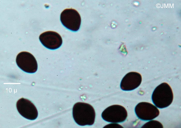 Coprinus schroeteri = Parasola schroeteri : spores