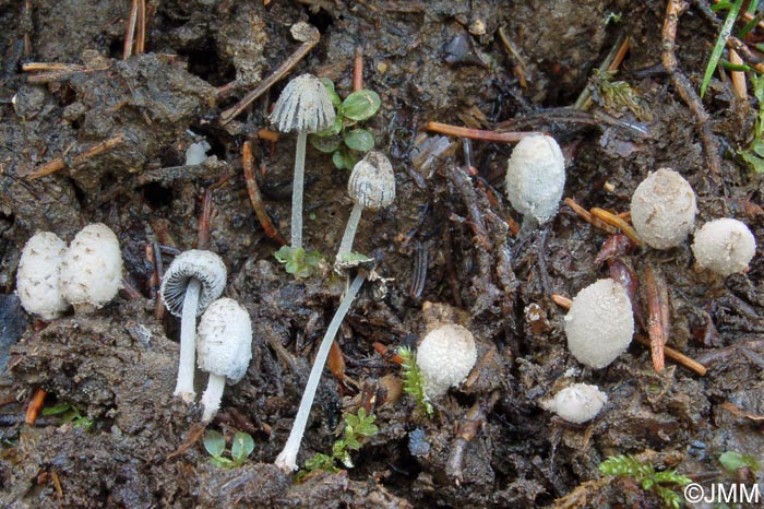 Coprinus semitalis = Coprinopsis semitalis