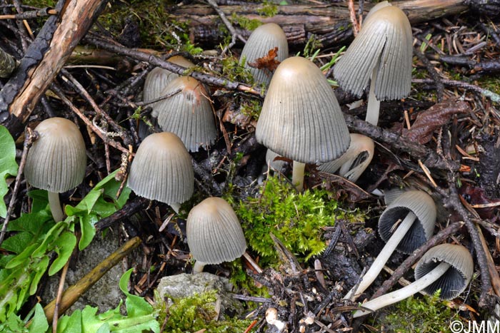 Coprinellus silvaticus = Coprinus silvaticus