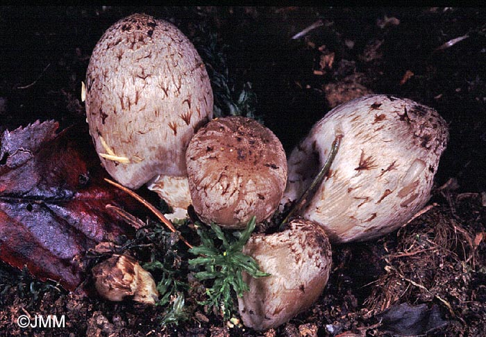 Coprinus spadiceisporus