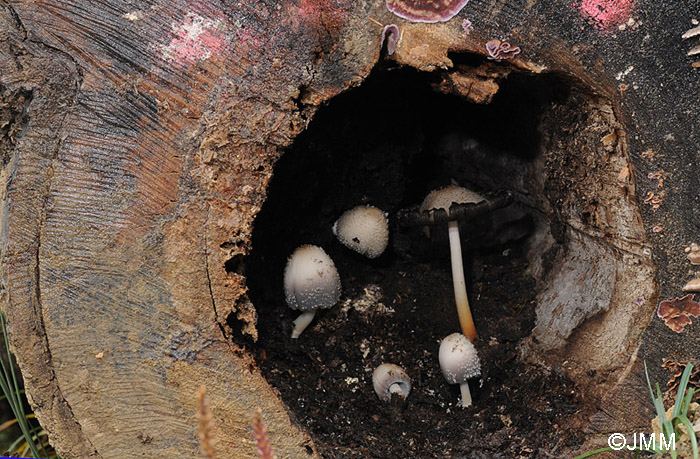 Coprinus spelaiophilus