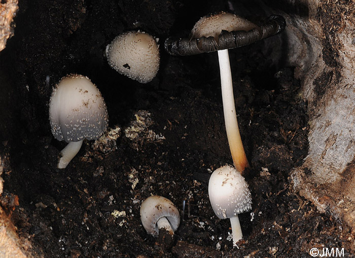 Coprinus spelaiophilus