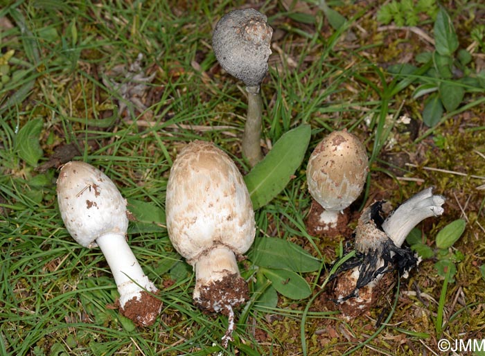 Coprinus stanglianus = Coprinopsis stangliana