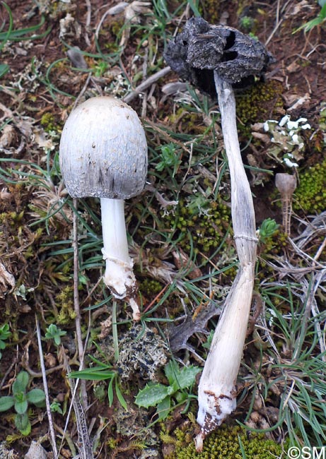 Coprinus stanglianus = Coprinopsis stangliana