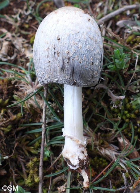 Coprinus stanglianus = Coprinopsis stangliana