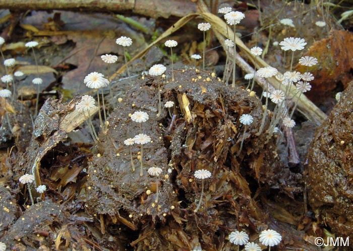 Coprinus stercoreus = Coprinopsis stercorea