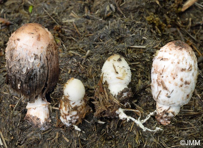 Coprinus sterquilinus