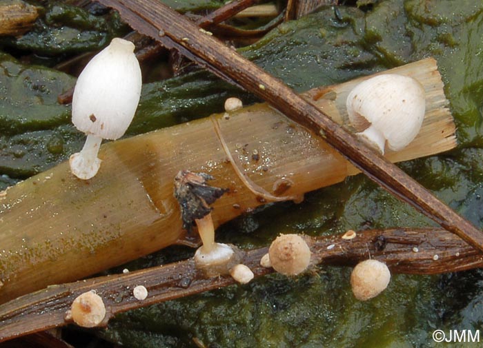 Coprinus tigrinellus