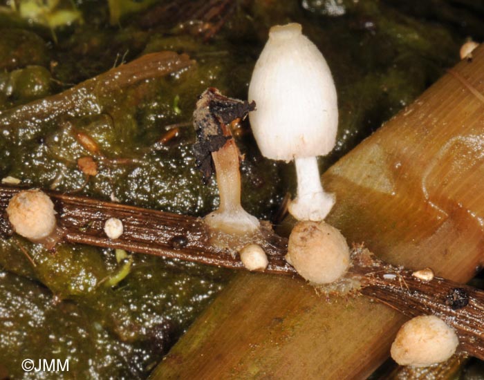 Coprinus tigrinellus