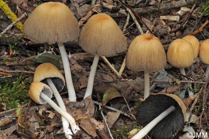 Coprinus truncorum = Coprinellus truncorum