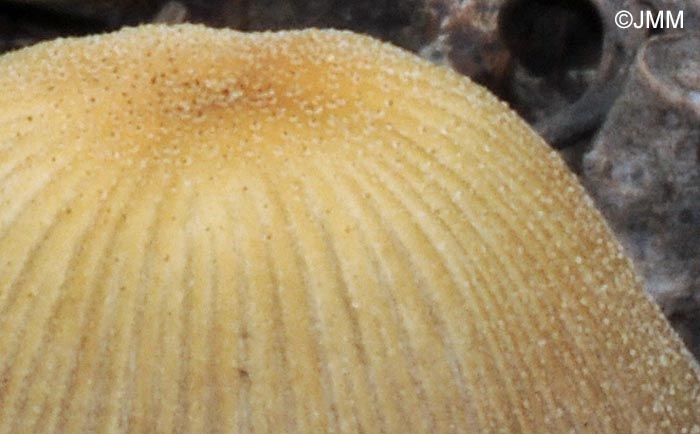 Coprinus truncorum = Coprinellus truncorum