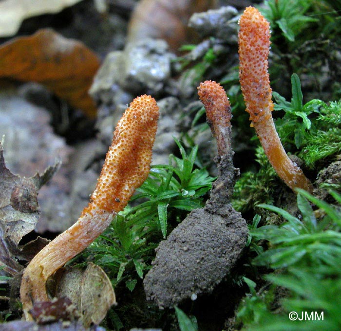 Cordyceps militaris