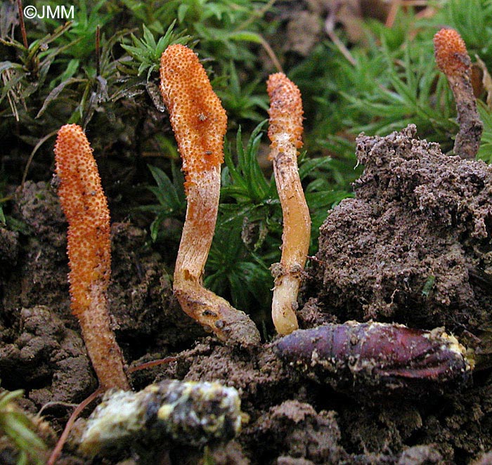 Cordyceps militaris