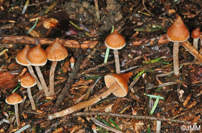 Cortinarius acutus