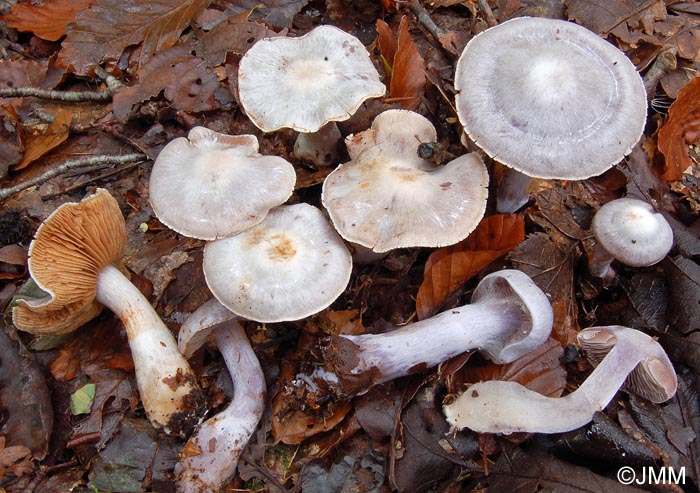 Cortinarius alboviolaceus