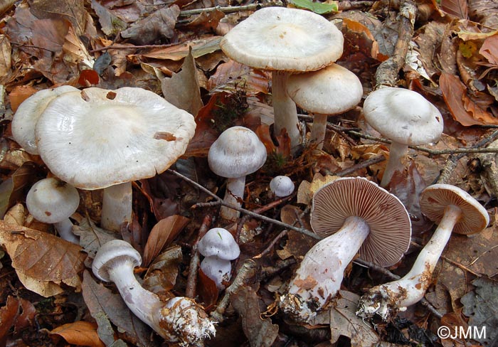 Cortinarius alboviolaceus