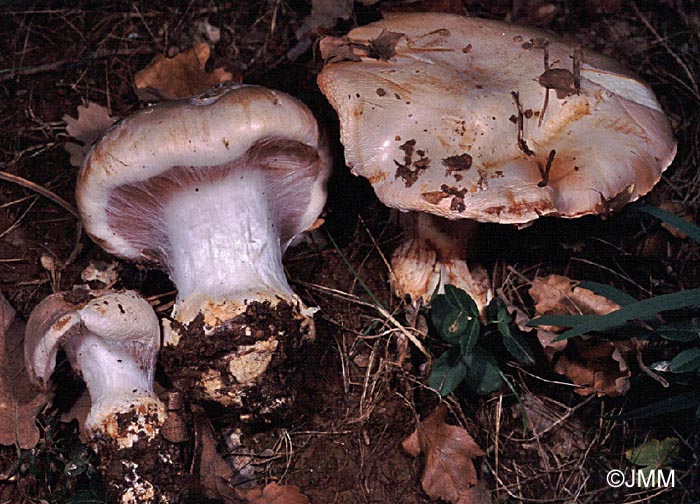 Cortinarius aleuriosmus