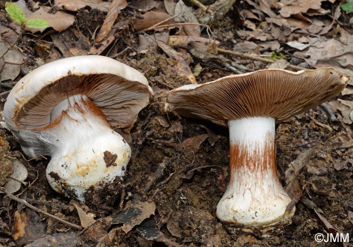 Cortinarius aleuriosmus