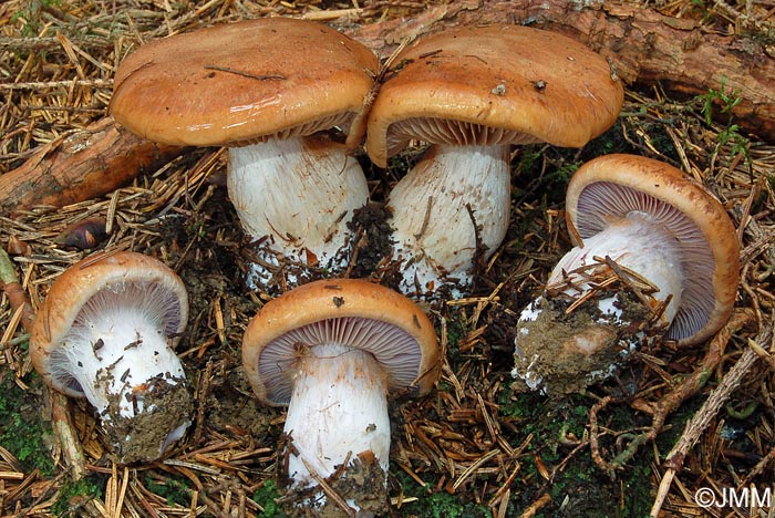 Cortinarius amigochrous