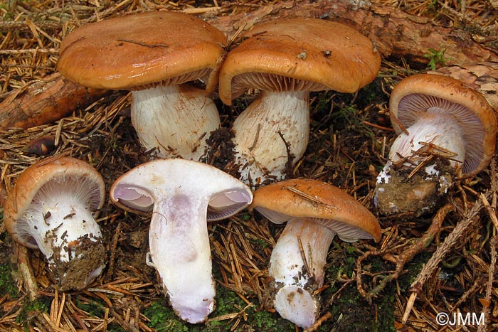 Cortinarius amigochrous