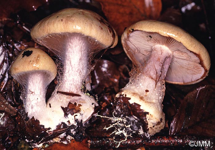 Cortinarius amoenolens