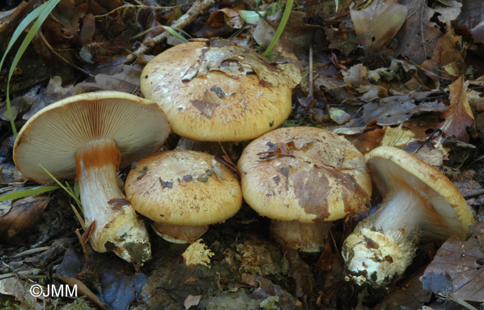 Cortinarius amoenolens