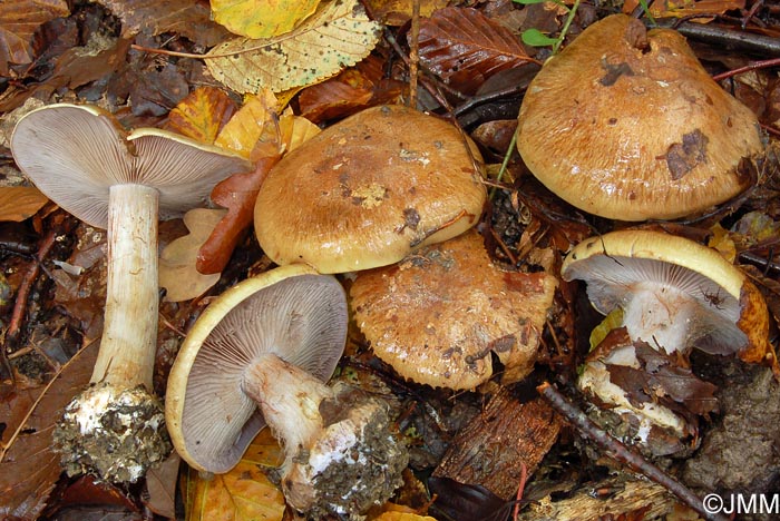 Cortinarius amoenolens