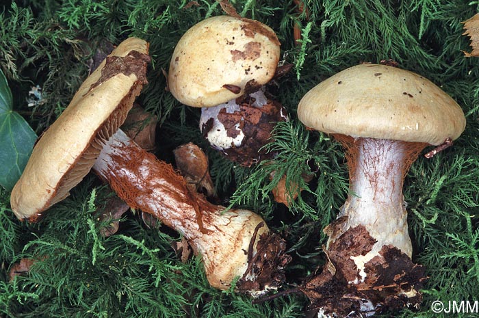 Cortinarius amoenolens