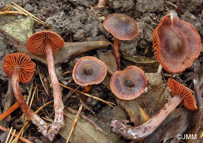 Cortinarius anthracinus